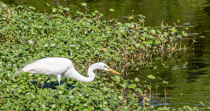 Jungle Gardens: Willow Pond - Silberreiher (Ardea alba) Avery Island