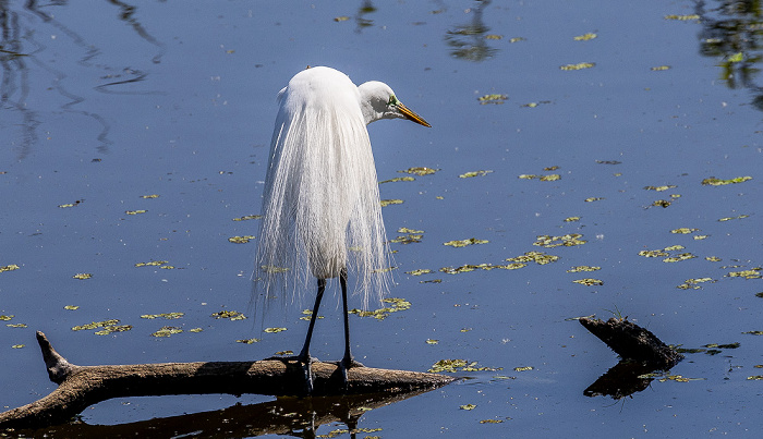 Jungle Gardens: Willow Pond - Schmuckreiher (Snowy egret, Egretta thula) Avery Island