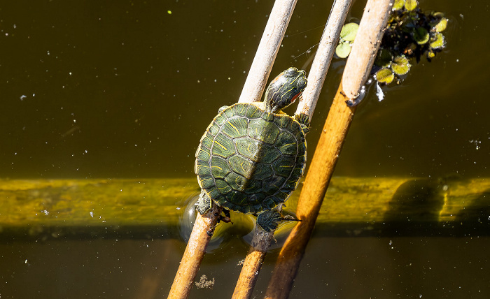 Jungle Gardens: Willow Pond - Gelbbauch-Schmuckschildkröte (Gelbwangen-Schmuckschildkröte, Trachemys scripta scripta) Avery Island