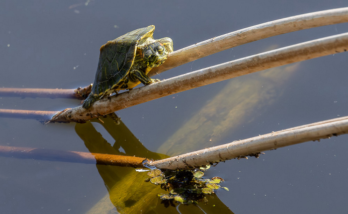 Jungle Gardens: Willow Pond - Gelbbauch-Schmuckschildkröte (Gelbwangen-Schmuckschildkröte, Trachemys scripta scripta) Avery Island