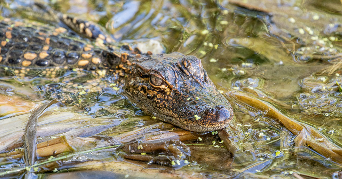 Jungle Gardens: Willow Pond - Mississippi-Alligator (Alligator mississippiensis) Avery Island