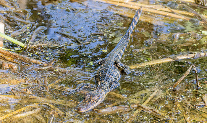 Jungle Gardens: Willow Pond - Mississippi-Alligator (Alligator mississippiensis) Avery Island