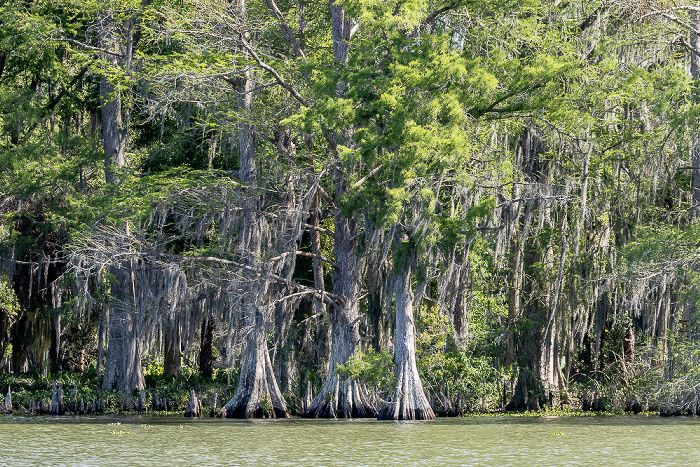 Lower Atchafalaya River: Sumpfzypressen (Taxodium) Atchafalaya National Heritage Area