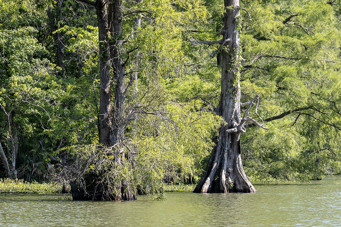 Lower Atchafalaya River: Sumpfzypressen (Taxodium) Atchafalaya National Heritage Area