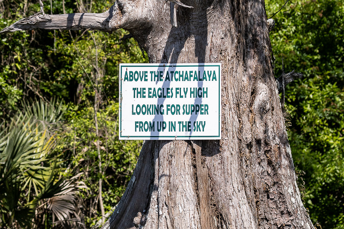Sumpfzypresse (Taxodium) Atchafalaya National Heritage Area