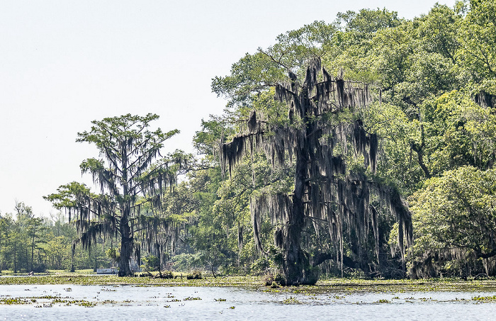 Lower Atchafalaya River: Sumpfzypressen (Taxodium) Atchafalaya National Heritage Area