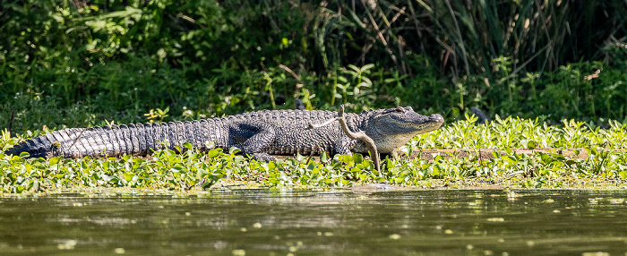 Lower Atchafalaya River: Mississippi-Alligator (Alligator mississippiensis) Atchafalaya National Heritage Area