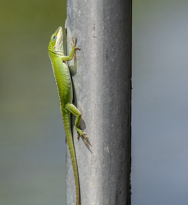 Gecko Atchafalaya National Heritage Area