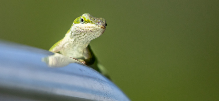 Gecko Atchafalaya National Heritage Area