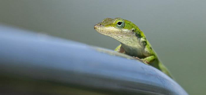 Gecko Atchafalaya National Heritage Area
