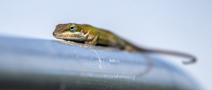 Gecko Atchafalaya National Heritage Area