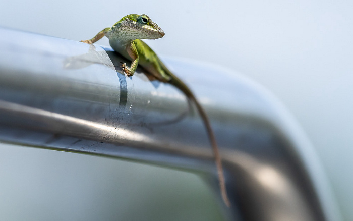 Gecko Atchafalaya National Heritage Area