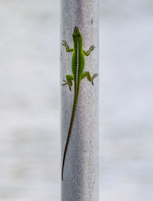 Gecko Atchafalaya National Heritage Area
