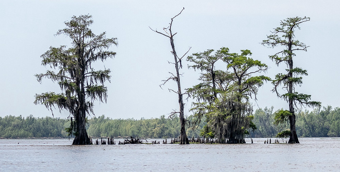 Flat Lake, Rabbit Island mit Sumpfzypressen (Taxodium) Atchafalaya National Heritage Area