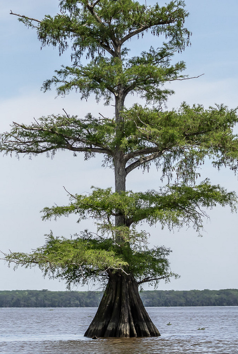 Flat Lake, Rabbit Island mit Sumpfzypresse (Taxodium) Atchafalaya National Heritage Area