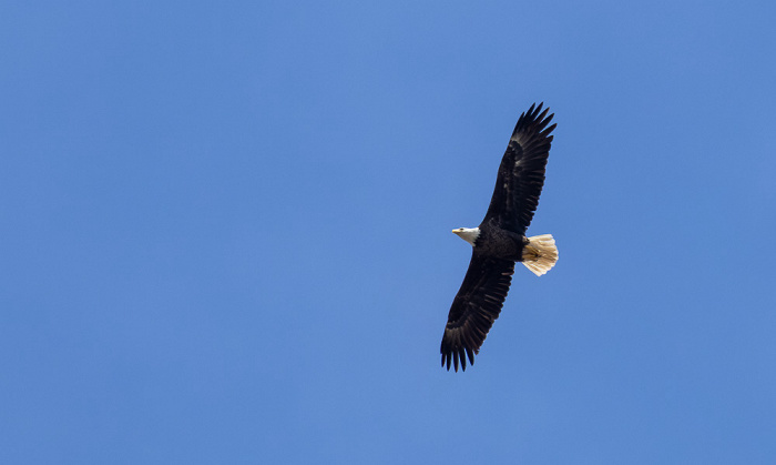 Weißkopfseeadler (Haliaeetus leucocephalus) Atchafalaya National Heritage Area