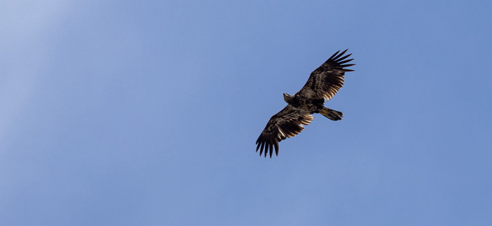 Fischadler (Pandion haliaetus) Atchafalaya National Heritage Area