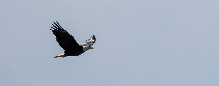 Weißkopfseeadler (Haliaeetus leucocephalus) Atchafalaya National Heritage Area