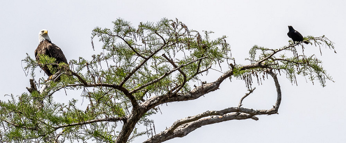 Weißkopfseeadler (Haliaeetus leucocephalus) Atchafalaya National Heritage Area