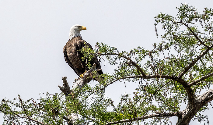 Weißkopfseeadler (Haliaeetus leucocephalus) Atchafalaya National Heritage Area