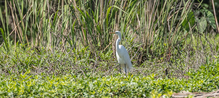 Silberreiher (Ardea alba) Atchafalaya National Heritage Area
