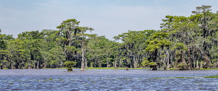 Sumpfzypressen (Taxodium) Atchafalaya National Heritage Area