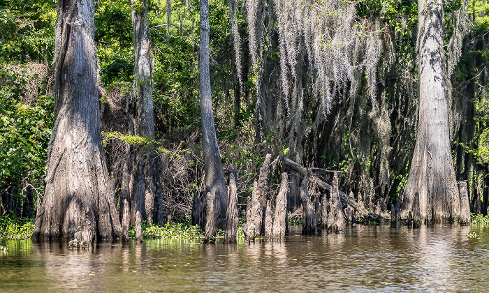 Little Bayou Jessie: Sumpfzypressen (Taxodium) Atchafalaya National Heritage Area