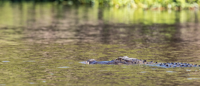 Little Bayou Jessie: Mississippi-Alligator (Alligator mississippiensis) Atchafalaya National Heritage Area