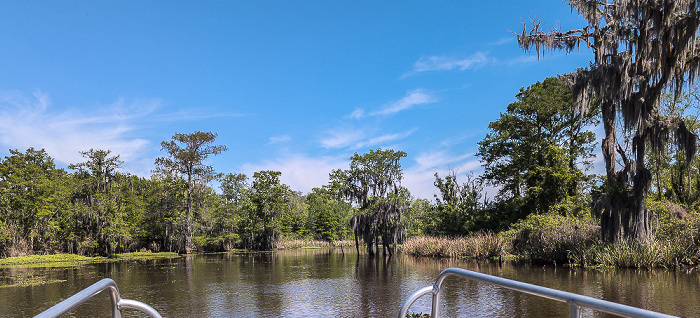 Little Bayou Jessie: Sumpfzypressen (Taxodium) Atchafalaya National Heritage Area