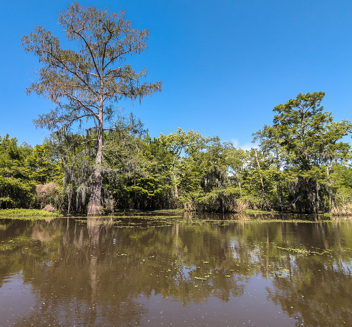 Little Bayou Jessie: Sumpfzypressen (Taxodium) Atchafalaya National Heritage Area