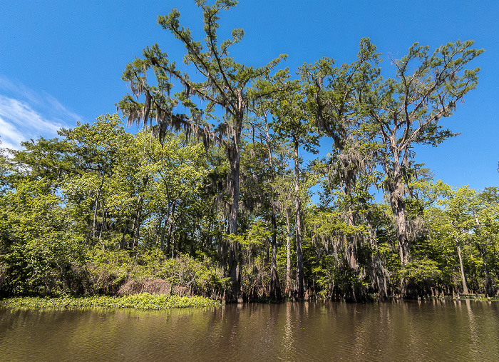 Little Bayou Jessie: Sumpfzypressen (Taxodium) Atchafalaya National Heritage Area