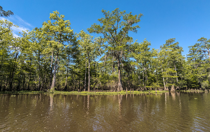 Little Bayou Jessie: Sumpfzypressen (Taxodium) Atchafalaya National Heritage Area