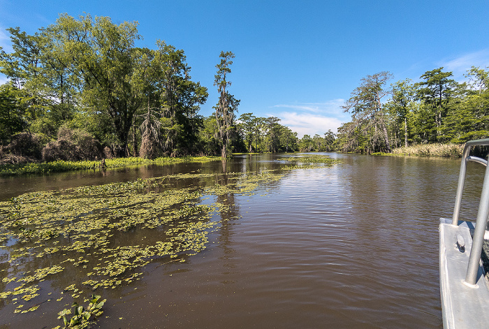 Little Bayou Jessie: Sumpfzypressen (Taxodium) Atchafalaya National Heritage Area