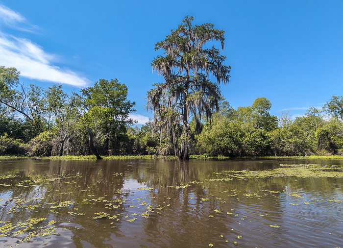 Little Bayou Jessie: Sumpfzypressen (Taxodium) Atchafalaya National Heritage Area