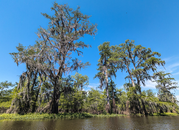 Little Bayou Jessie: Sumpfzypressen (Taxodium) Atchafalaya National Heritage Area