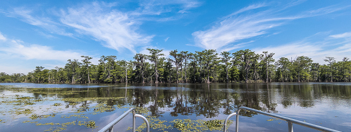 Little Bayou Jessie: Sumpfzypressen (Taxodium) Atchafalaya National Heritage Area