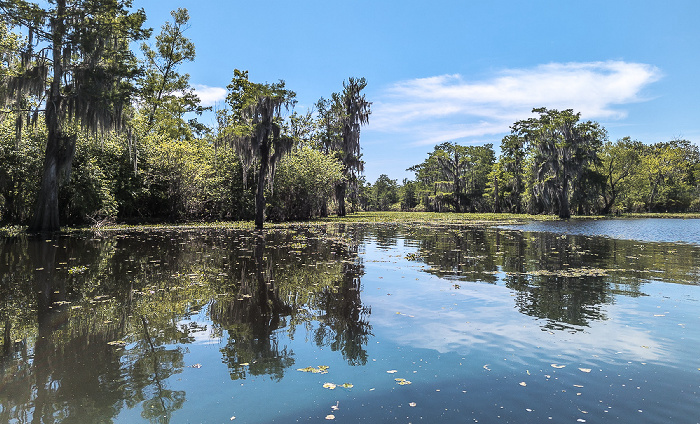 Sumpfzypressen (Taxodium) Atchafalaya National Heritage Area
