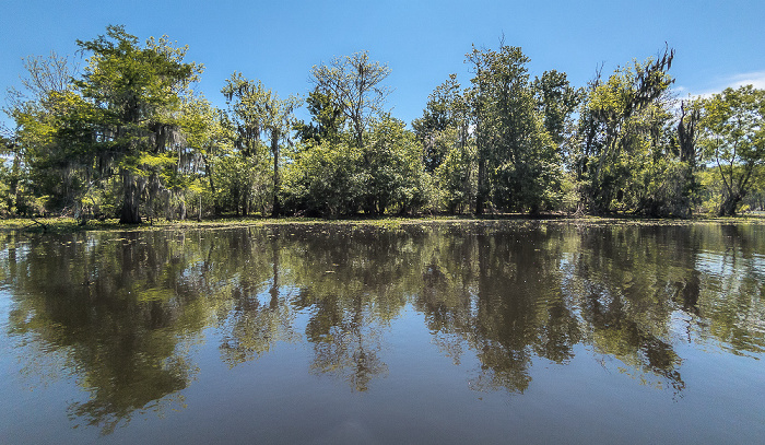 Sumpfzypressen (Taxodium) Atchafalaya National Heritage Area