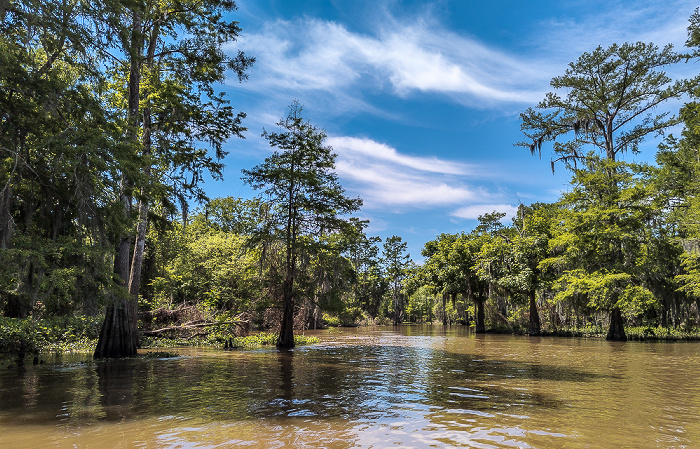 Sumpfzypressen (Taxodium) Atchafalaya National Heritage Area
