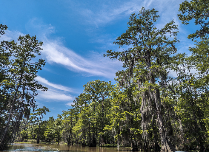 Sumpfzypressen (Taxodium) Atchafalaya National Heritage Area