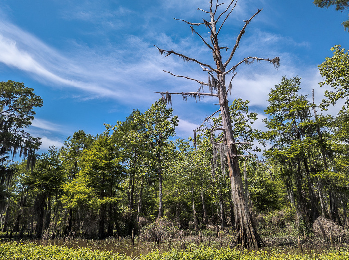 Sumpfzypressen (Taxodium) Atchafalaya National Heritage Area