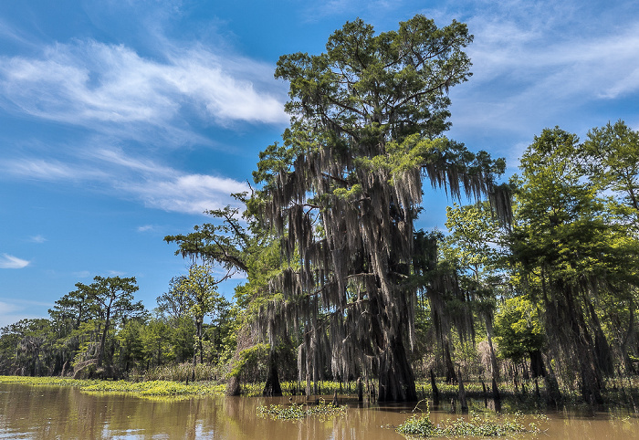 Sumpfzypressen (Taxodium) Atchafalaya National Heritage Area