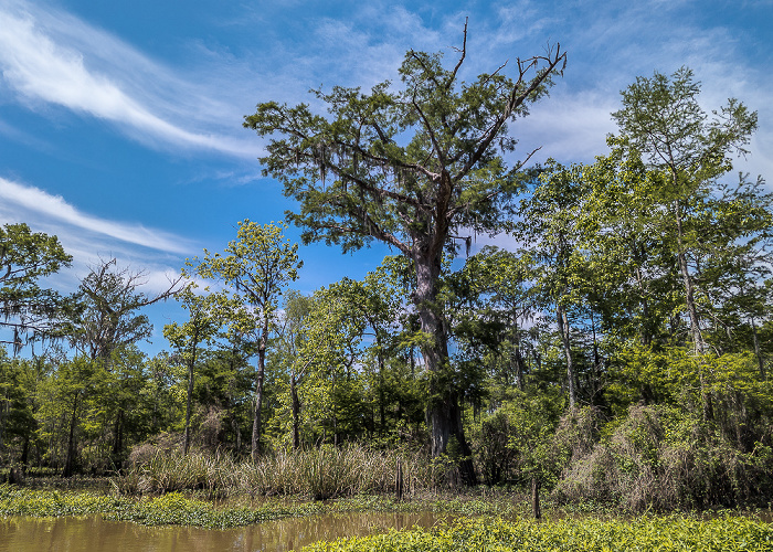 Sumpfzypressen (Taxodium) Atchafalaya National Heritage Area