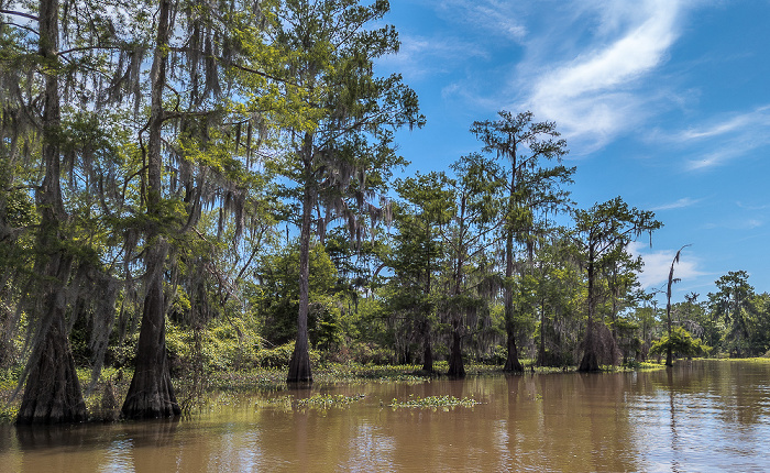 Sumpfzypressen (Taxodium) Atchafalaya National Heritage Area