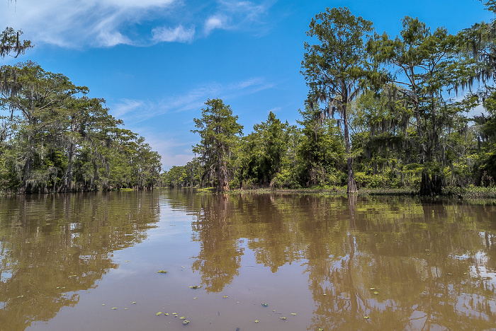 Sumpfzypressen (Taxodium) Atchafalaya National Heritage Area