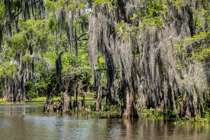 Little Bayou Jessie: Sumpfzypressen (Taxodium) Atchafalaya National Heritage Area