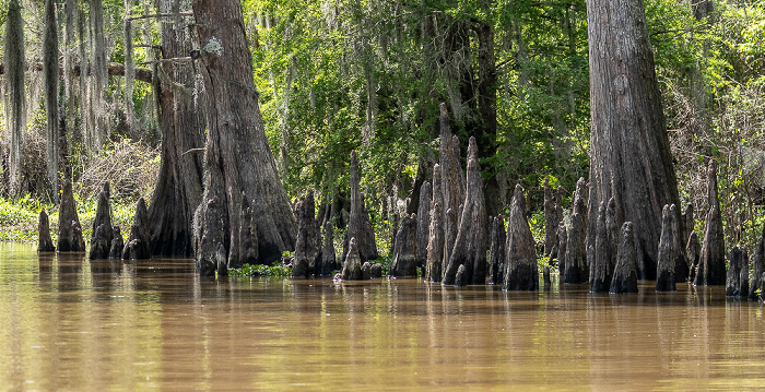 Sumpfzypressen (Taxodium) Atchafalaya National Heritage Area