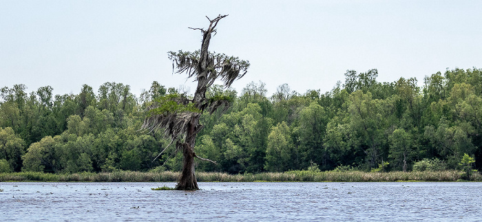 Sumpfzypresse (Taxodium) Atchafalaya National Heritage Area