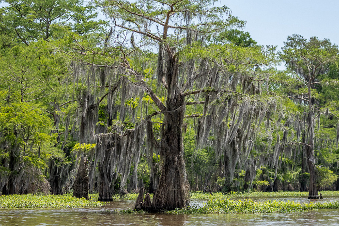 Sumpfzypressen (Taxodium) Atchafalaya National Heritage Area
