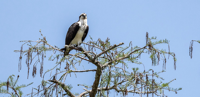 Fischadler (Pandion haliaetus) Atchafalaya National Heritage Area